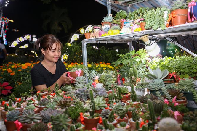 Chị Lê Thị Hồng Thu, ngụ phường Bình Minh, chuẩn bị gian hàng hoa xương rồng, sen đá tại chợ hoa Xuân. Ảnh: Giang Phương - TTXVN