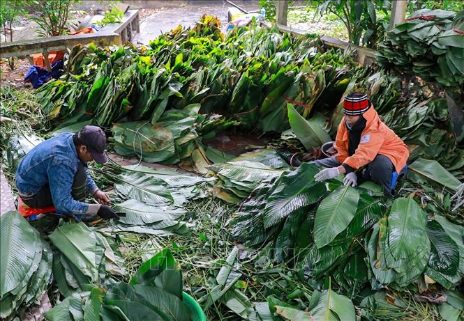 Những bó lá dong xanh mướt được lựa chọn kỹ lưỡng, rửa sạch và xếp ngay ngắn, sẵn sàng cho công đoạn gói bánh. Ảnh: Khánh Hoà - TTXVN