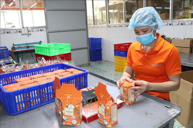 Công nhân Công ty TNHH Chế biến dừa sáp Cầu Kè (Vicosap), xã Tam Ngãi tăng ca liên tục để 