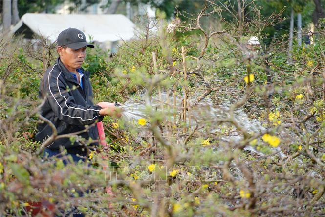 Nhà vườn chăm sóc mai vàng tại Chợ hoa Xuân Bính Ngọ ở phường Phan Rang (Khánh Hòa). Ảnh: Nguyễn Thành – TTXVN