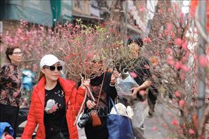 Xôn xao đào, quất chợ hoa Hàng Lược