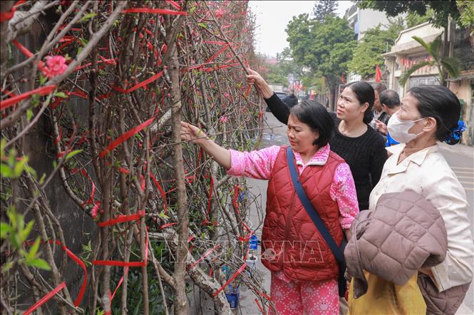 Thời tiết dự báo sẽ ấm hơn, các tiểu thương kỳ vọng lượng khách mua đào, quất sẽ tăng trong những ngày tới. Ảnh: Phan Phương – TTXVN