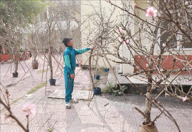 Nhiều tiểu thương cho biết đào dáng huyền năm nay rẻ hơn năm ngoái 20-30%. Ảnh: Phan Phương – TTXVN