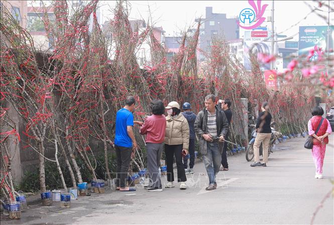 Thời tiết dự báo sẽ ấm hơn, các tiểu thương kỳ vọng lượng khách mua đào, quất sẽ tăng trong những ngày tới. Ảnh: Phan Phương – TTXVN