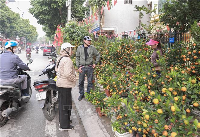 Quất bày bán dọc đường Tứ Liên dù đã giảm giá nhưng sức mua vẫn chậm. Ảnh: Phan Phương – TTXVN