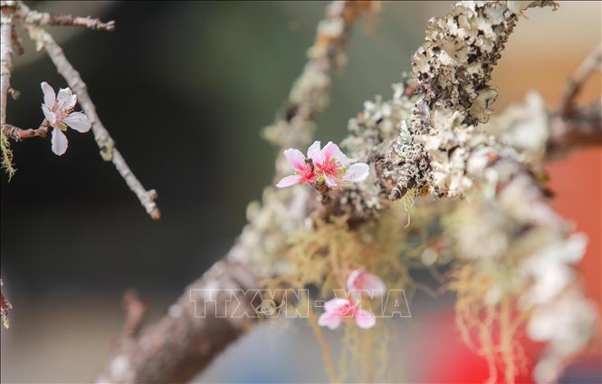 Đào rừng được nhiều người ưa chuộng bởi vẻ đẹp hoang sơ, giàu sức sống năm nay cũng vắng khách hỏi mua dù đã cận Tết. Ảnh: Phan Phương – TTXVN