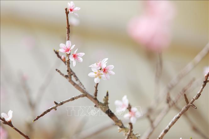 Đào rừng được nhiều người ưa chuộng bởi vẻ đẹp hoang sơ, giàu sức sống năm nay cũng vắng khách hỏi mua dù đã cận Tết. Ảnh: Phan Phương – TTXVN