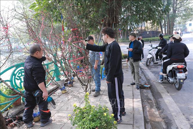 Thời tiết dự báo sẽ ấm hơn, các tiểu thương kỳ vọng lượng khách mua đào, quất sẽ tăng trong những ngày tới. Ảnh: Phan Phương – TTXVN