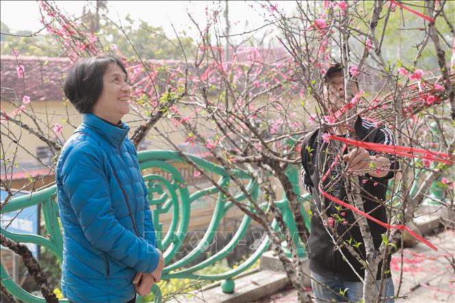 Người dân lựa chọn cành đào ưng ý với mong muốn một năm mới khởi sắc. Ảnh: Phan Phương – TTXVN