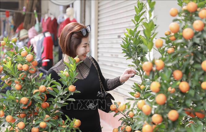 Quất bày bán dọc đường Tứ Liên, giá đã giảm nhưng sức mua vẫn chậm. Ảnh: Phan Phương – TTXVN