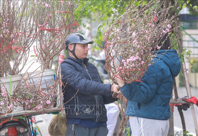 Thị trường đào, quất mini được nhiều khách lựa vì giá hợp túi tiền, mẫu mã đa dạng, góp phần cải thiện sức mua những ngày cận Tết. Ảnh: Phan Phương – TTXVN