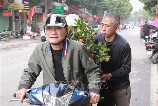 Thị trường quất mini được nhiều khách lựa vì giá hợp túi tiền, mẫu mã đa dạng, góp phần cải thiện sức mua những ngày cận Tết. Ảnh: Phan Phương – TTXVN