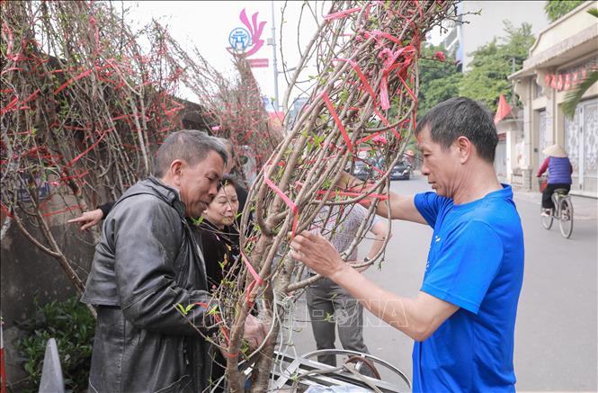 Thời tiết dự báo sẽ ấm hơn, các tiểu thương kỳ vọng lượng khách mua đào, quất sẽ tăng trong những ngày tới. Ảnh: Phan Phương – TTXVN