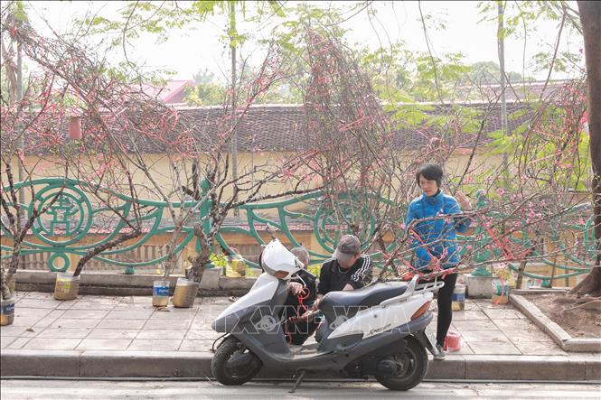 Thời tiết dự báo sẽ ấm hơn, các tiểu thương kỳ vọng lượng khách mua đào, quất sẽ tăng trong những ngày tới. Ảnh: Phan Phương – TTXVN