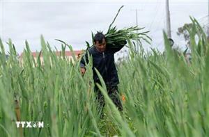 Làng hoa lay ơn lớn nhất Lâm Đồng bội thu vụ Tết