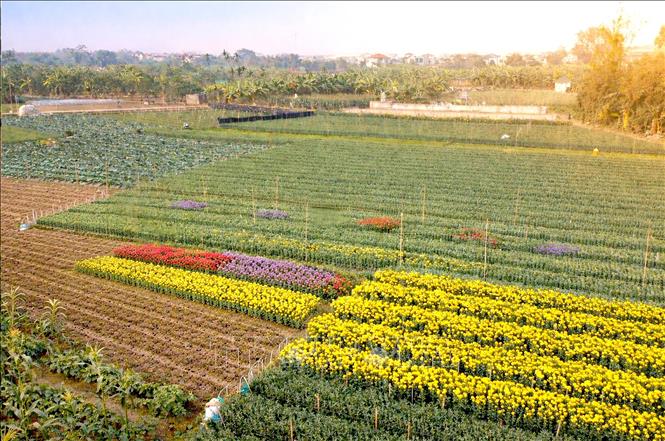 Những luống hoa tại Làng hoa Nhân Vực khoe sắc rực rỡ trong những ngày giáp Tết. Ảnh: Hoàng Hùng - TTXVN