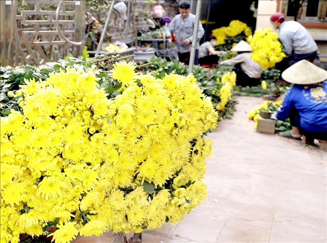 Sắc hoa rực rỡ tạo nên không khí Xuân rộn ràng tại Làng hoa Nhân Vực, xã Xuân Lãng. Ảnh: Hoàng Hùng - TTXVN