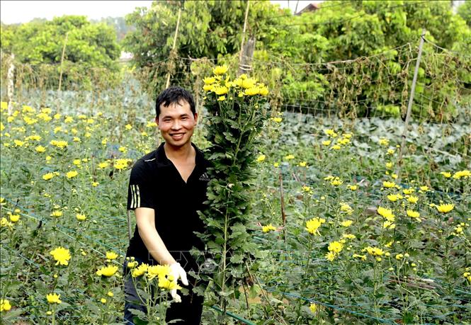 Người nông dân thu hoạch hoa trong niềm phấn khởi, gửi gắm kỳ vọng vào một mùa Xuân mới đủ đầy. Ảnh: Hoàng Hùng - TTXVN