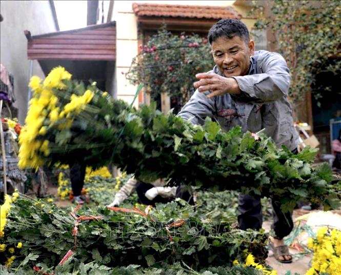 Hoa cúc được bó, xếp thành từng chồng chuẩn bị chờ xe đến thu mua, đưa hoa ra thị trường dịp Tết. Ảnh: Hoàng Hùng - TTXVN