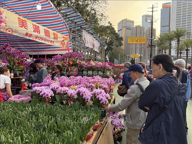 Hương xuân từ chợ hoa Tết tại Hong Kong (Trung Quốc) - Ảnh thời sự quốc ...