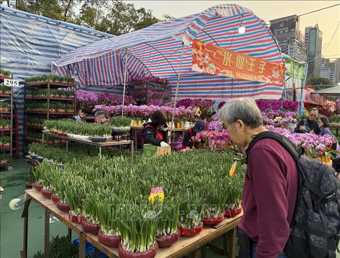Hương xuân từ chợ hoa Tết tại Hong Kong (Trung Quốc) - Ảnh thời sự quốc ...