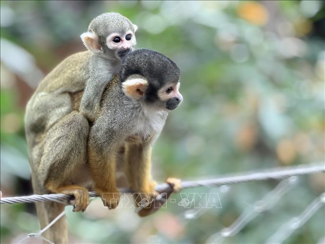 Mẹ con khỉ sóc tại vườn nhiệt đới Edenya. Ảnh: Hương Giang - PV TTXVN tại Bỉ