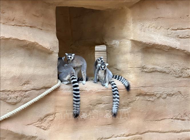 Vượn cáo đuôi vòng tại vườn nhiệt đới Edenya. Ảnh: Hương Giang - PV TTXVN tại Bỉ