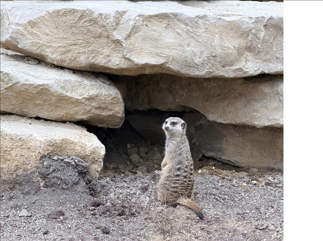 Cầy vằn tại vườn nhiệt đới Edenya. Ảnh: Hương Giang - PV TTXVN tại Bỉ