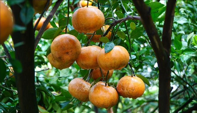 Quýt hồng chín lên màu. Ảnh: Nhựt An - TTXVN