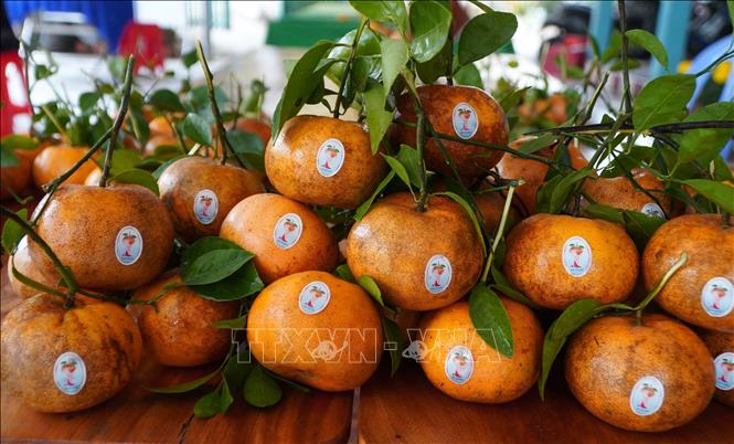 Những quả quýt hồng loại 1 (trọng lượng từ 4-5 quả/kg) có giá bán 80 nghìn đồng/kg. Ảnh: Nhựt An - TTXVN