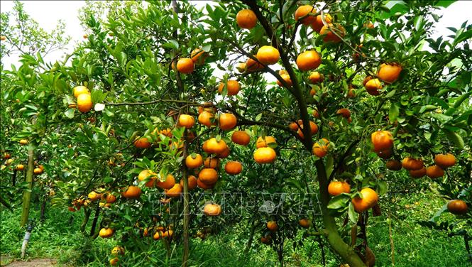 Những quả quýt hồng chờ đến ngày thu hoạch. Ảnh: Nhựt An - TTXVN