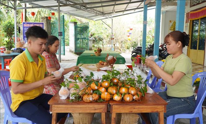 Nhà vườn chuẩn bị quýt hồng để giao cho khách hàng. Ảnh: Nhựt An - TTXVN