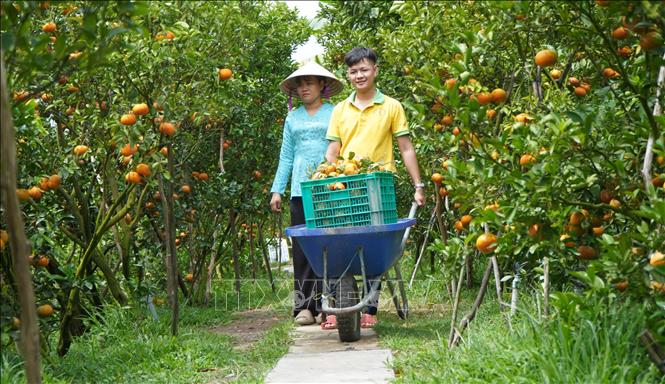 Vườn quýt hồng rộng 1,5ha của anh Phan Văn Sang (xã Hòa Long, tỉnh Đồng Tháp) dự kiến cho sản lượng hơn 17 tấn quả. Ảnh: Nhựt An - TTXVN