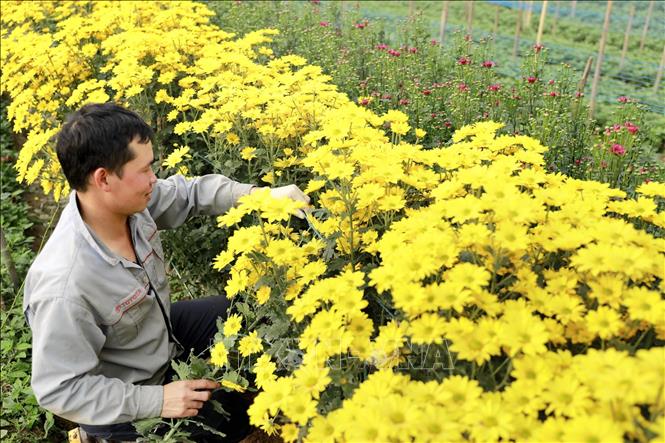 Vibrant colour of golden gerbera flowers creates a lively spring atmosphere. VNA Photo: Hoàng Hùng