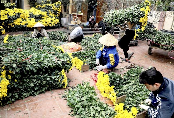Flower cultivation in Xuan Lang commune contributes to increasing income and creating jobs for people every Tet (Lunar New Year). VNA Photo: Hoàng Hùng