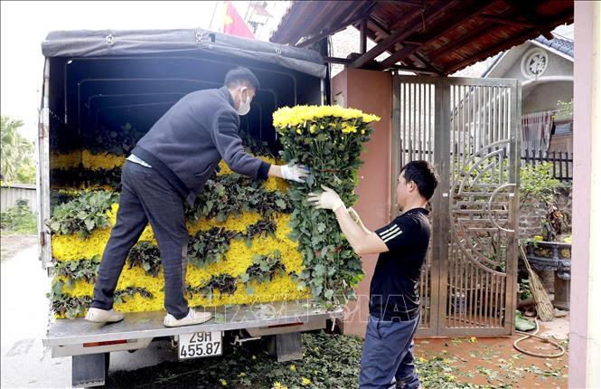 Traders come directly to people's homes to buy flowers, creating a lively  atmosphere in the days leading up to Tet (Lunar New Year). VNA Photo: Hoàng Hùng