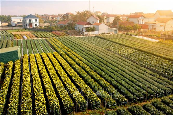 Rows of colourful flowers on a sunny day in Nhan Vuc flower village. VNA Photo: Hoàng Hùng