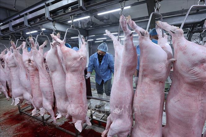 Làm sạch sản phẩm thịt lợn trên dây chuyền chế biến, đảm bảo an toàn vệ sinh thú y, ở nhà máy của Công ty Vinh Anh. Ảnh: Vũ Sinh - TTXVN