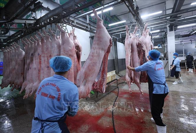 Làm sạch sản phẩm thịt lợn bằng máy phun nước áp lực cao trước khi đưa vào chế biến, ở nhà máy của Công ty Vinh Anh. Ảnh: Vũ Sinh - TTXVN