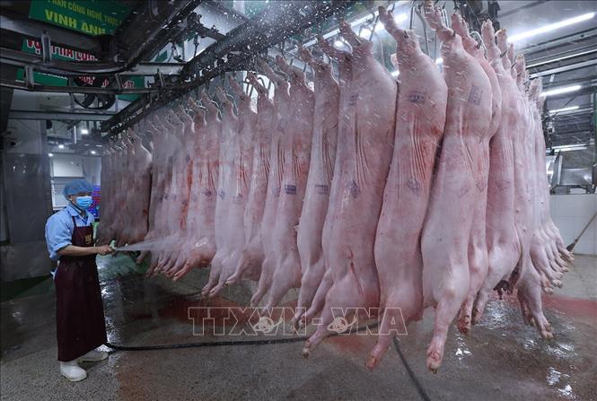 Làm sạch sản phẩm thịt lợn bằng máy phun nước áp lực cao trước khi đưa vào chế biến, ở nhà máy của Công ty Vinh Anh. Ảnh: Vũ Sinh - TTXVN