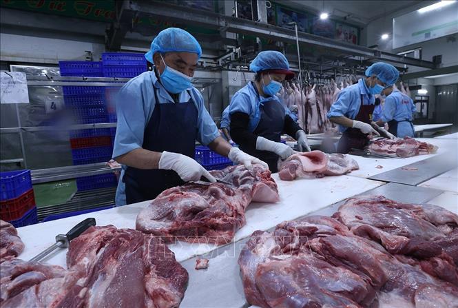 Pha lóc, phân loại sản phẩm thịt lợn, ở nhà máy của Công ty Vinh Anh. Ảnh: Vũ Sinh - TTXVN