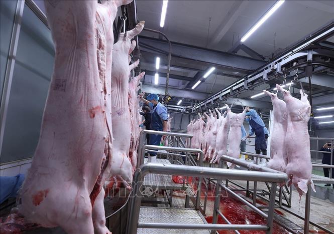 Làm sạch sản phẩm thịt lợn trên dây chuyền chế biến, đảm bảo an toàn vệ sinh thú y, ở nhà máy của Công ty Vinh Anh. Ảnh: Vũ Sinh - TTXVN