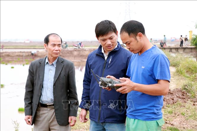 Anh Lương Xuân Trường (giữa) theo dõi quá trình sạ lúa bằng thiết bị điều khiển. Ảnh: Nguyễn Lành - TTXVN 