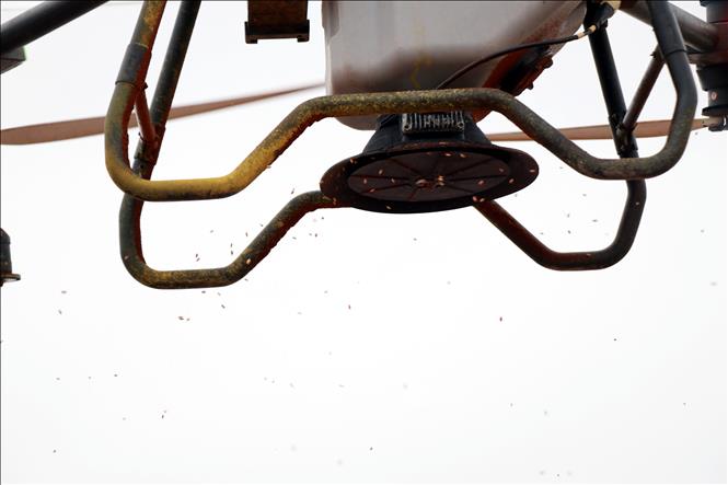 Hợp tác xã thanh niên Nam Đại Dương (xã Nghĩa Hưng, tỉnh Ninh Bình) ứng dụng thiết bị bay không người lái để gieo sạ lúa. Ảnh: Nguyễn Lành - TTXVN 