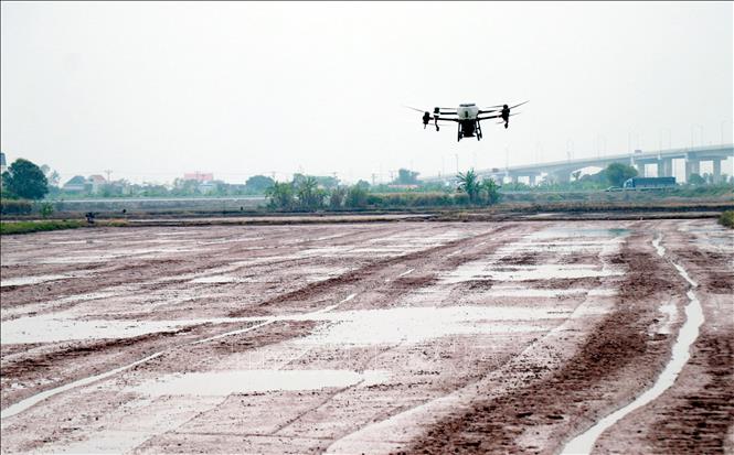 Gieo sạ lúa bằng thiết bị bay không người lái trên diện tích canh tác của Hợp tác xã thanh niên Nam Đại Dương (xã Nghĩa Hưng, tỉnh Ninh Bình). Ảnh: Nguyễn Lành - TTXVN 