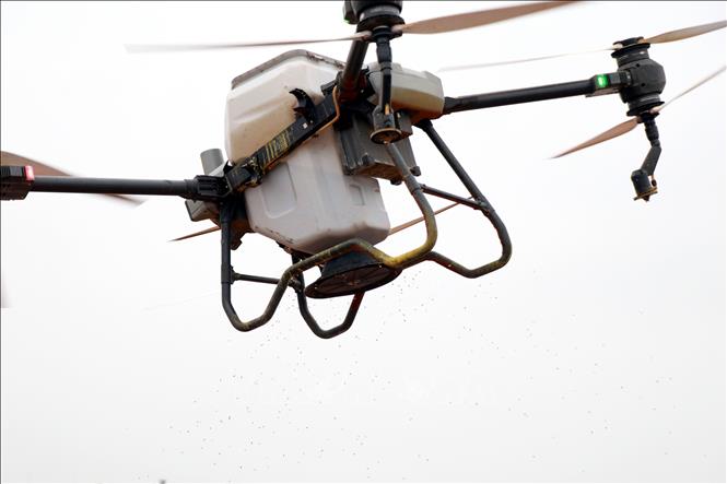 Gieo sạ lúa bằng thiết bị bay không người lái trên diện tích canh tác của Hợp tác xã thanh niên Nam Đại Dương (xã Nghĩa Hưng, tỉnh Ninh Bình). Ảnh: Nguyễn Lành - TTXVN 