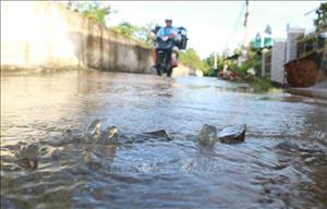 Xuất hiện triều cường trong dịp Tết ở khu vực ven biển Đông Nam Bộ