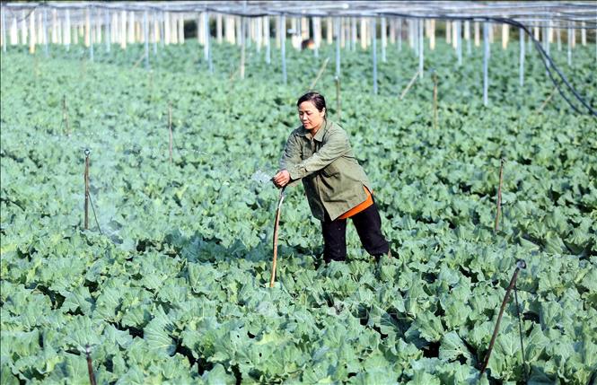 Chị Vũ Thị Hằng, bản Hợp 3 Văn Tiên, xã Chiềng Mai, tỉnh Sơn La, lắp đặt hệ thống tưới tự động để giảm thời gian chăm sóc rau. Ảnh: Quang Quyết - TTXVN