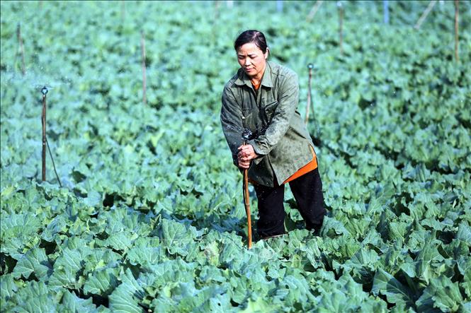 Chị Vũ Thị Hằng, bản Hợp 3 Văn Tiên, xã Chiềng Mai, tỉnh Sơn La lắp đặt hệ thống tưới tự động để giảm thời gian chăm sóc rau. Ảnh: Quang Quyết - TTXVN