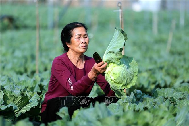 Nông dân bản Hợp 3 Văn Tiên, xã Chiềng Mai, tỉnh Sơn La thu hoạch bắp cải để cung cấp ra thị trường. Ảnh: Quang Quyết - TTXVN